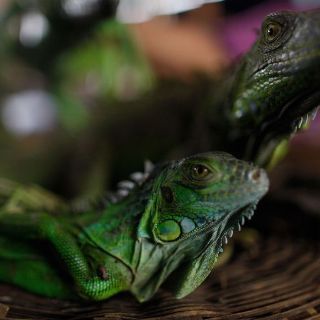 Arrestan a hombre por intentar sacar iguanas de Galápagos