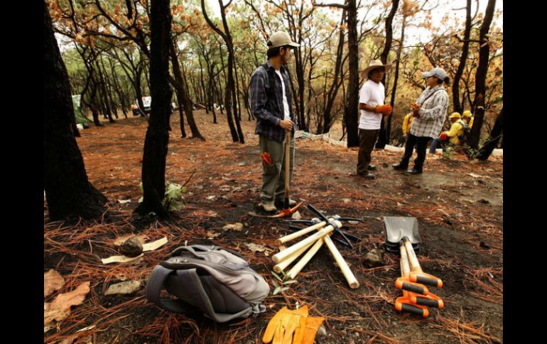 Tanto las autoridades como la ciudadanía han iniciado labores de resforestación en el bosque, previo al temporal de lluvias. ARCHIVO  /