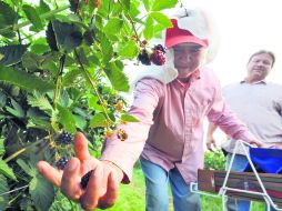 La Federación de Agricultores de California estimó que en la entidad hacen falta unos 250 mil campesinos. ARCHIVO  /