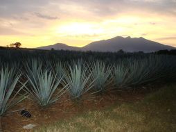 El primer semestre de este año la industria tequilera sólo aumentó su producción en 0.67 por ciento. ARCHIVO  /