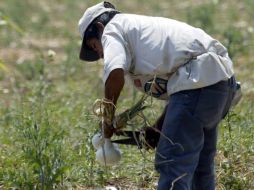 Peri & Sons, productora de cebolla, se compromete a pagar más de 2.3 MDD a trabajadores mexicanos. ARCHIVO  /