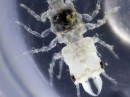 Un pequeño parásito descubierto en el Caribe oriental llevará el nombre del mítico cantante y guitarrista jamaiquino Bob Marley. AP  /