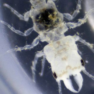 Nueva especie marina llevará el nombre de Bob Marley