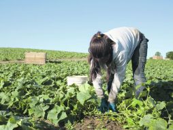 Aunque la escasez de mano de obra se ha registrado en los últimos años, nunca había alcanzado los actuales niveles, según industriales.  /
