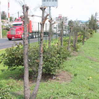 De nuevo talan árboles en carretera a Chapala