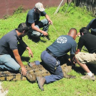 Aprenden a controlar cocodrilos