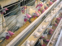 Al tomar como comparación una charola de 12 huevos, Profeco detectó que las ciudades más caras son Hermosillo, Saltillo y Culiacán.  /