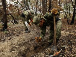 Los trabajos de restauración de suelos en el Bosque La Primavera concluyeron. Sigue la plantación de entre 500 mil y 700 mil árboles.  /
