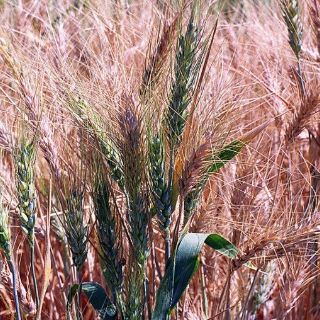 Científicos británicos reciben beca de Gates para cultivar cereal transgénico