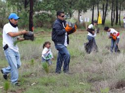 Chicos y grandes colaboraron con la plantación de pinos en La Primavera.  /
