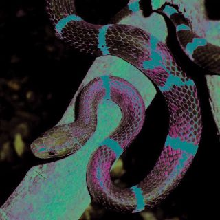 Los científicos descubren una nueva serpiente escarlata en Camboya