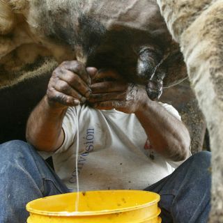 Lácteos 'artesanales', un riesgo sanitario: Salud
