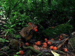 Grandes plantas tropicales sobrevivieron tras la extinción de los gonfotéridos, gracias a los agutíes. ARCHIVO  /