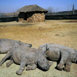 China y África deben incluir compromisos medioambientales