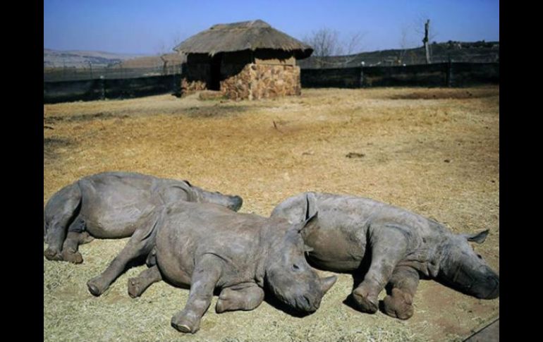 El foro insitara a China en comprometerse a combatir la caza ilegal en África. ESPECIAL  /