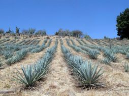 Tequila es destino ancla en el Programa de Desarrollo Turístico de Ruta del Tequila en el Paisaje Agavero 2009. ARCHIVO  /
