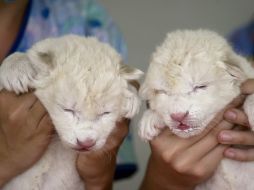 Las leonas blancas nacieron en la víspera en el zoológico Parque Loro; se les alimenta cada dos horas. EFE  /