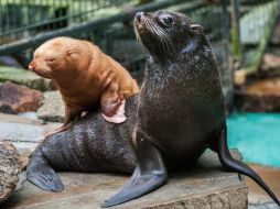 Los animales albinos por regla general presentan alteraciones oculares y son considerablemente más sensibles. AP  /