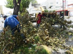 El personal de parques y jardines realizan poda de árboles.  /