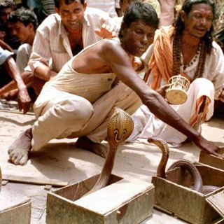 Piden en la India que los encantadores de serpientes utilicen reptiles falsos