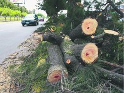 Troncos y ramas se vieron derrumbados en el Camellón de Mariano Otero.  /