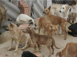 Actualmente se calcula que en Nuevo Laredo hay una población de 40 mil perros y gatos. ESPECIAL  /