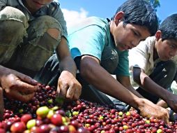 En las fincas de café, banano y mango, se ha logrado sacar a los menores del trabajo infantil. ARCHIVO  /