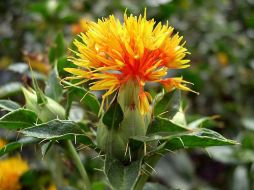 Desarrollaron una variedad de cártamo (Carthamus tinctorius) tolerante a enfermedades fungosas y sequía. ESPECIAL ID  /