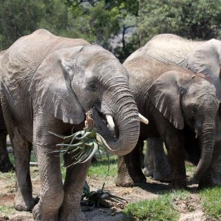 Países fallan en la protección de animales, revela un informe