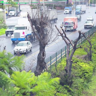 Sin castigo, el daño al arbolado en San Pedro Tlaquepaque
