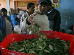 En Colombia hay unos 234 mil campesinos cultivadores de coca, sobre una  población de 44 millones de habitantes. ARCHIVO  /