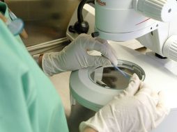 Señalan que las células germinales progenitoras en los ovarios continúan dividiéndose a lo largo de la vida reproductiva. ARCHIVO  /