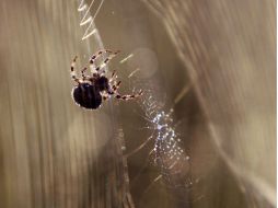 Una tenebrosa pero delicada muestra de la vida salvaje. ARCHIVO  /