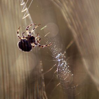 Una exposición desvela el mundo de las arañas