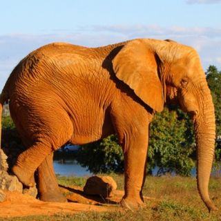 Elefantes rescatados de África aprenden a socializar