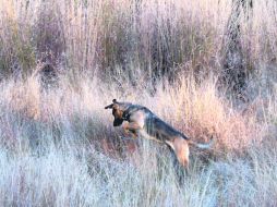SOBERANO. Solitao en acción, asechando sobre la maleza del monte.  /