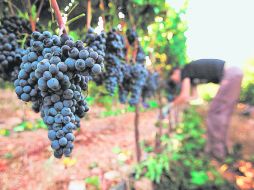Valles de uva.  /