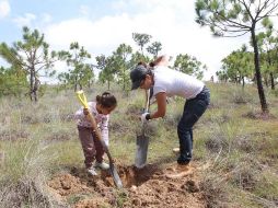 Las jornadas de reforestación en La Primavera continuaron hoy.  /