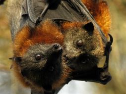 El sonido de las alas de la mosca macho es lo suficientemente fuerte como para alertar a los murciélagos. ARCHIVO  /