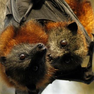 Para algunas especies, reproducirse puede ser mortal