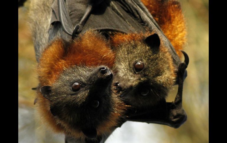 El sonido de las alas de la mosca macho es lo suficientemente fuerte como para alertar a los murciélagos. ARCHIVO  /