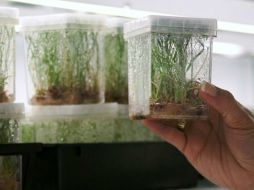 Este avance busca que los cultivos de caña de azúcar se vean menos afectados ante las condiciones del cambio climático. ID  /