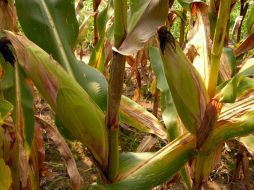 Según los estudios del INIFAP, el aumento de temperatura ha provocado que los ciclos de cultivo se acorten. AGENCIA ID  /