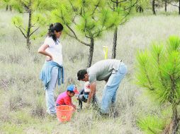 Reforestación. Unas 250 personas fueron ayer al bosque con la Fundación Extra para plantar tres mil pinos.  /
