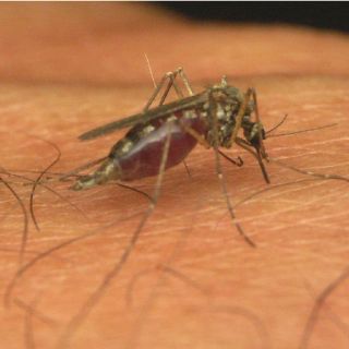 Fundéu BBVA: ''infectar'' e ''infestar'' no son sinónimos