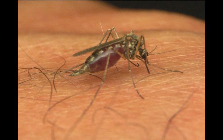 ''Infestar'' es 'invadir en forma de plaga' y suele ir seguido de la preposición 'de'; ''Mi casa esta infestada de mosquitos''.ESPECIAL  /