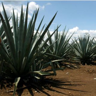 La Unesco ratifica declaración de Patrimonio Mundial de región del tequila