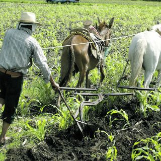 Avanza la creación de la bolsa agropecuaria