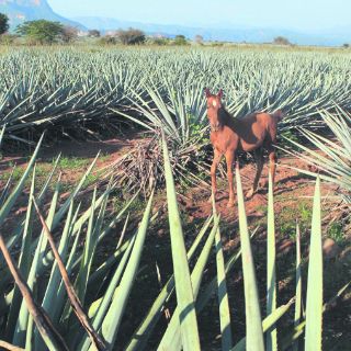 Paisajes Culturales ''deben ser evocadores de paz''