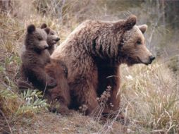 El oso pardo es el más típico y común en Francia. ESPECIAL  /